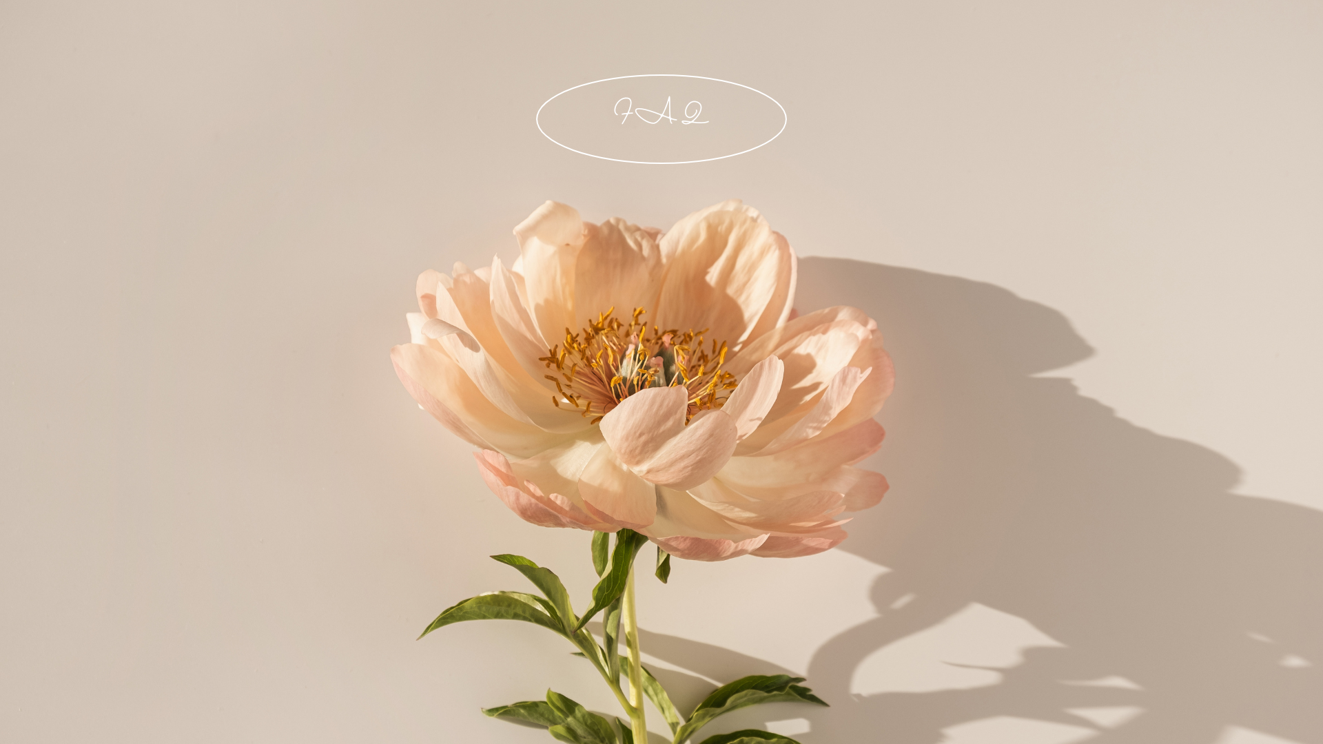 花の写真